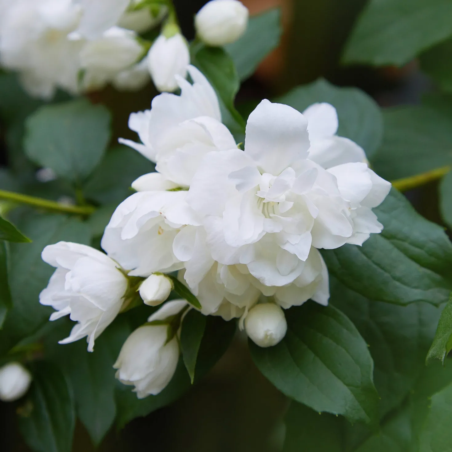 Bauernjasmin 'Schneesturm'