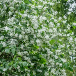 Bauernjasmin 'Schneesturm'