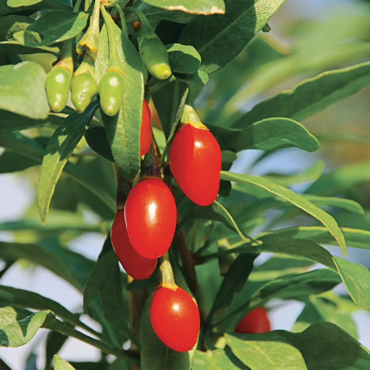 Beerenstrauch Gojibeere 'Sweet Lifeberry®'
