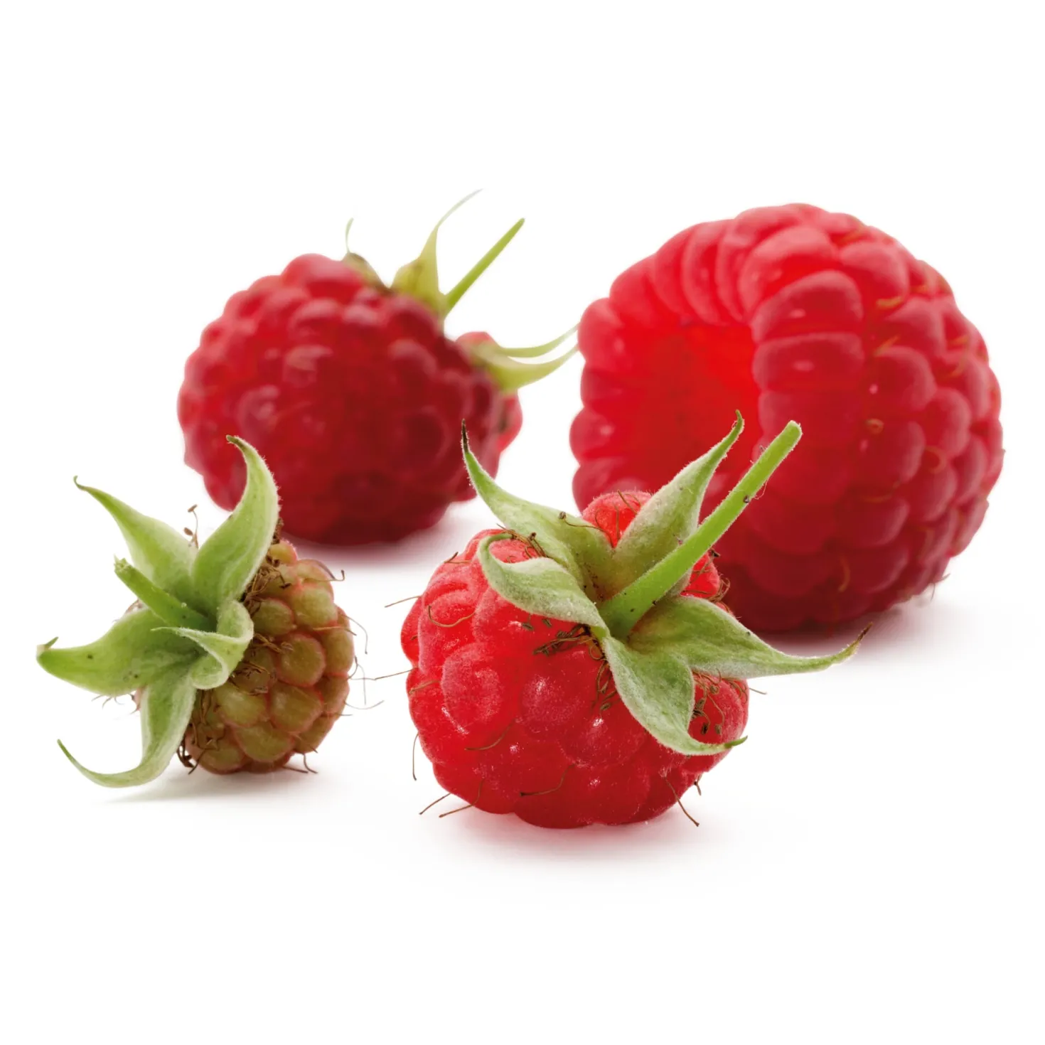 Beerenstrauch Himbeere 'Korbfüller'