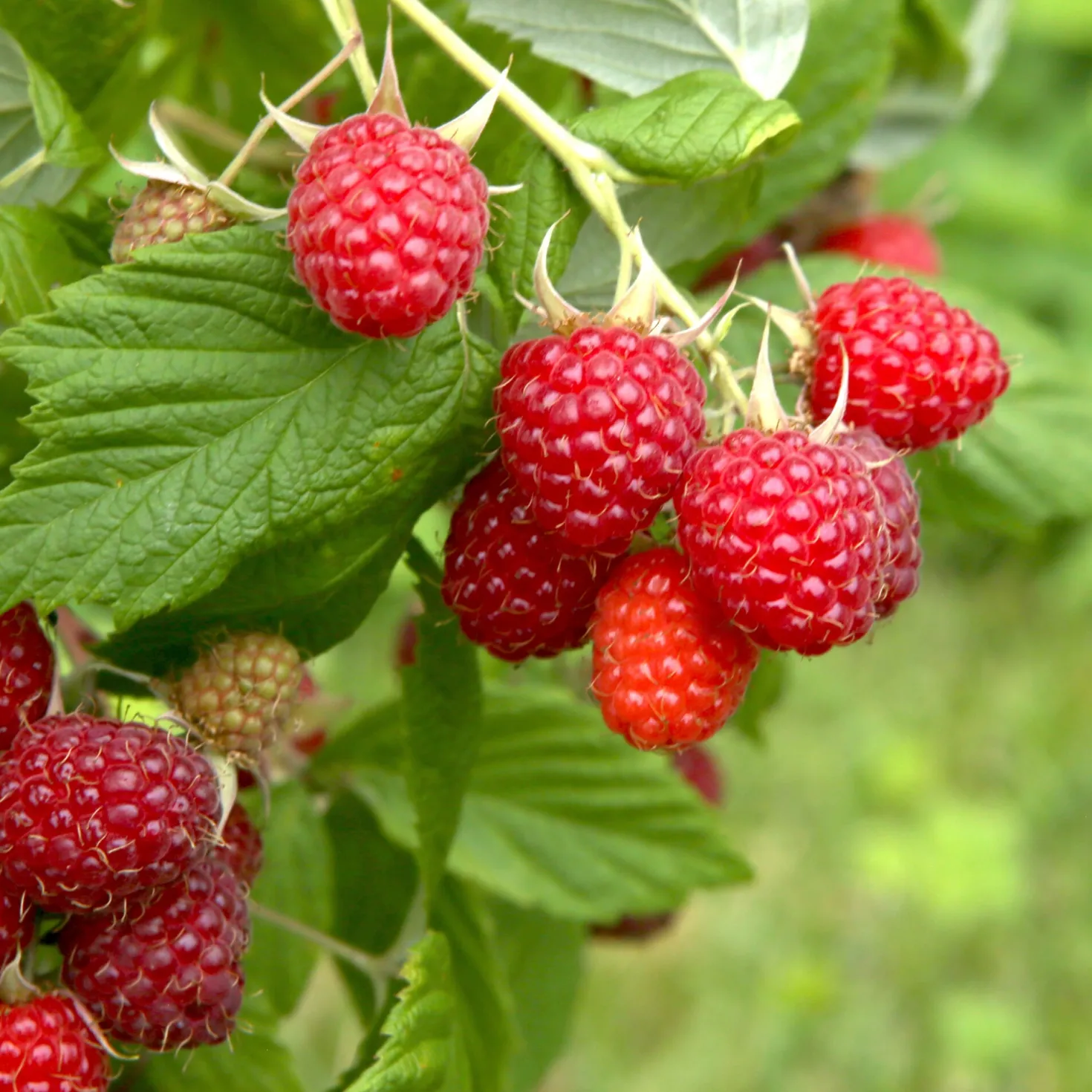 Beerenstrauch Himbeere 'Korbfüller'