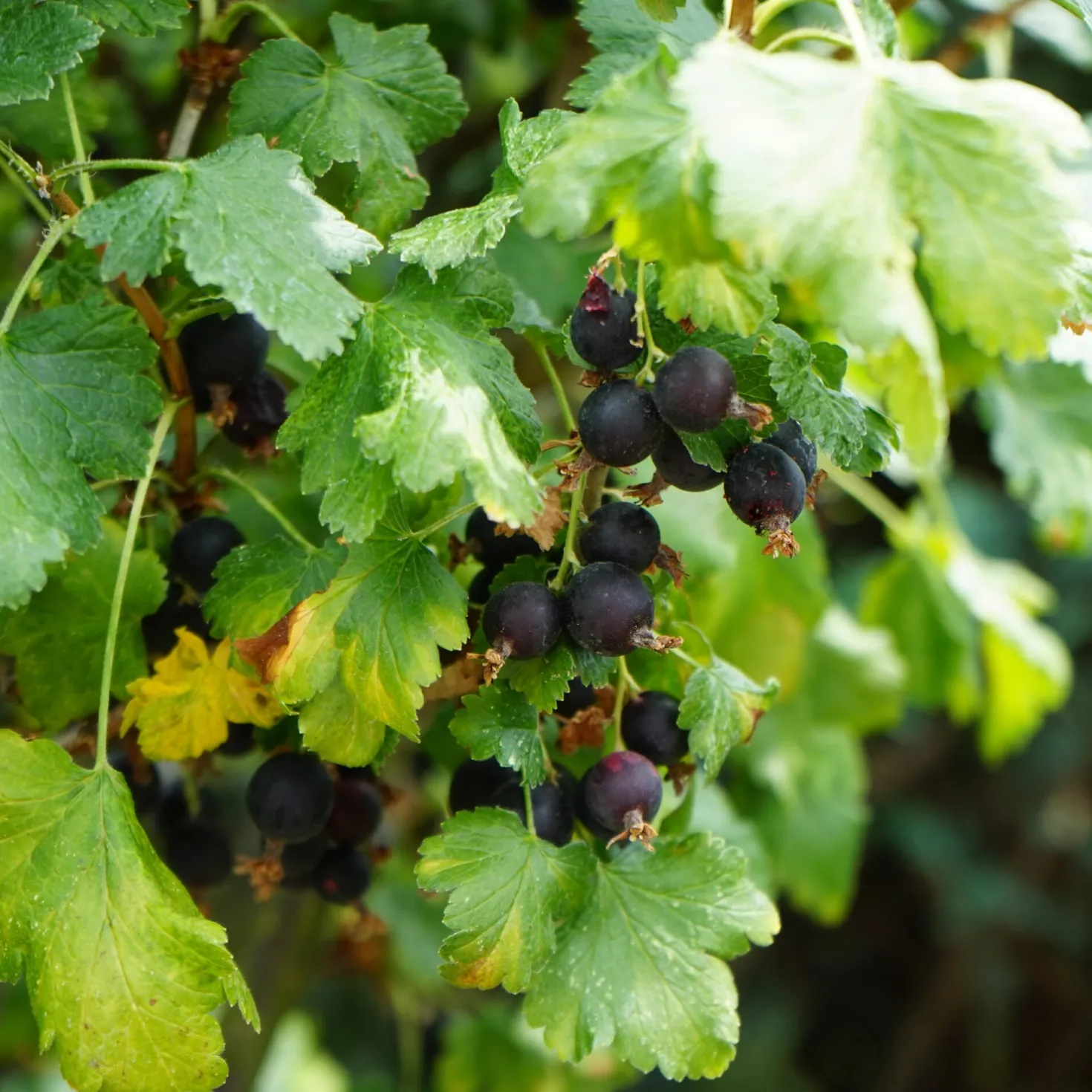 Beerenstrauch Jostabeere
