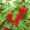 Beerenstrauch Rote Johannisbeere 'Roter See'