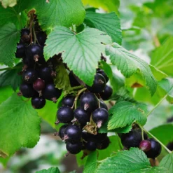 Beerenstrauch Schwarze Johannisbeere 'Hedda'