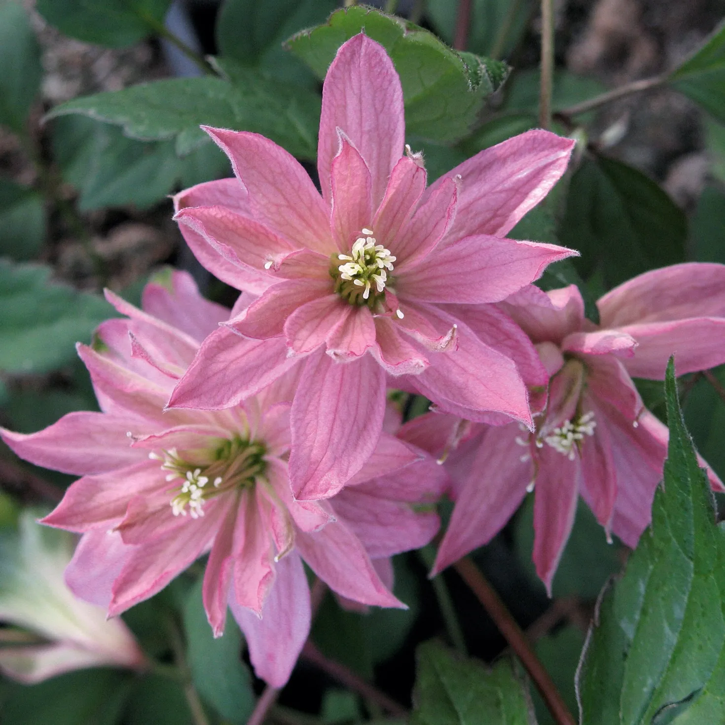 Bergwaldrebe 'Broughton Star'