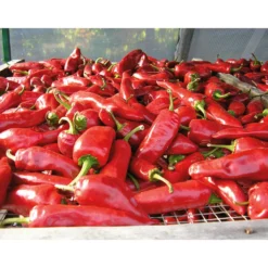Bio-Piment d’Espelette