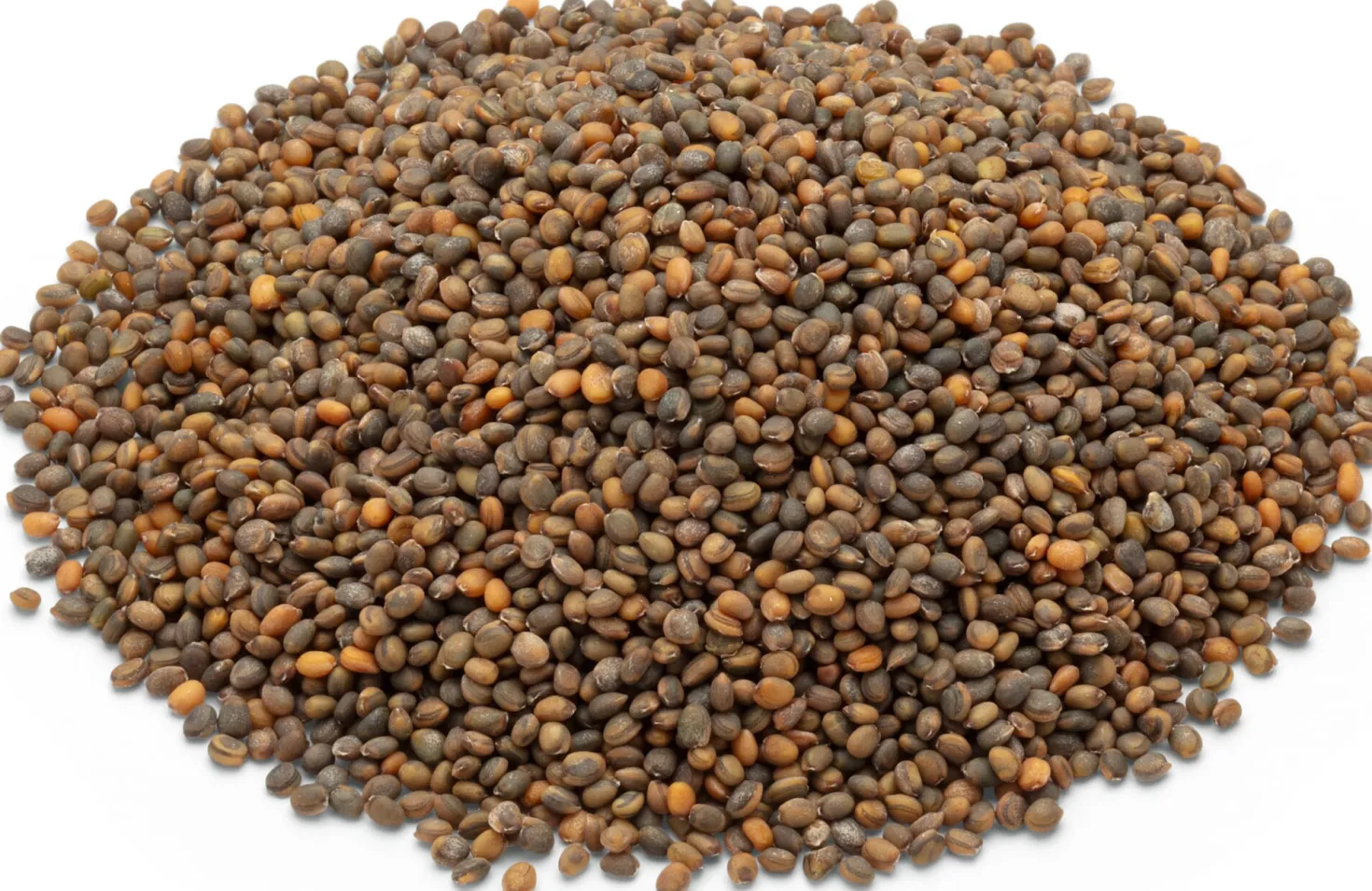 Bio-Saatgut Microgreens
