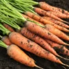 Bio-Saatgutset im Holzkästchen
