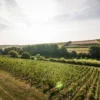 Bio-Scheurebe Gutswein trocken