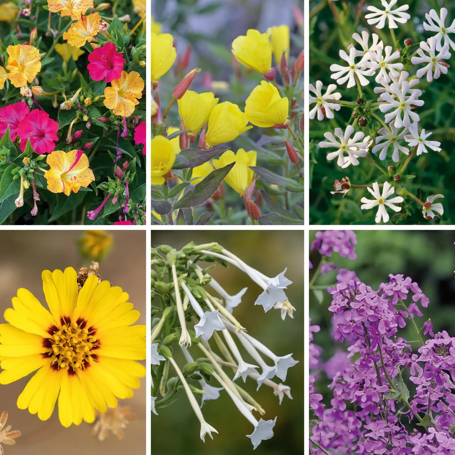 Blumensamen Abend- und Nachtdufter