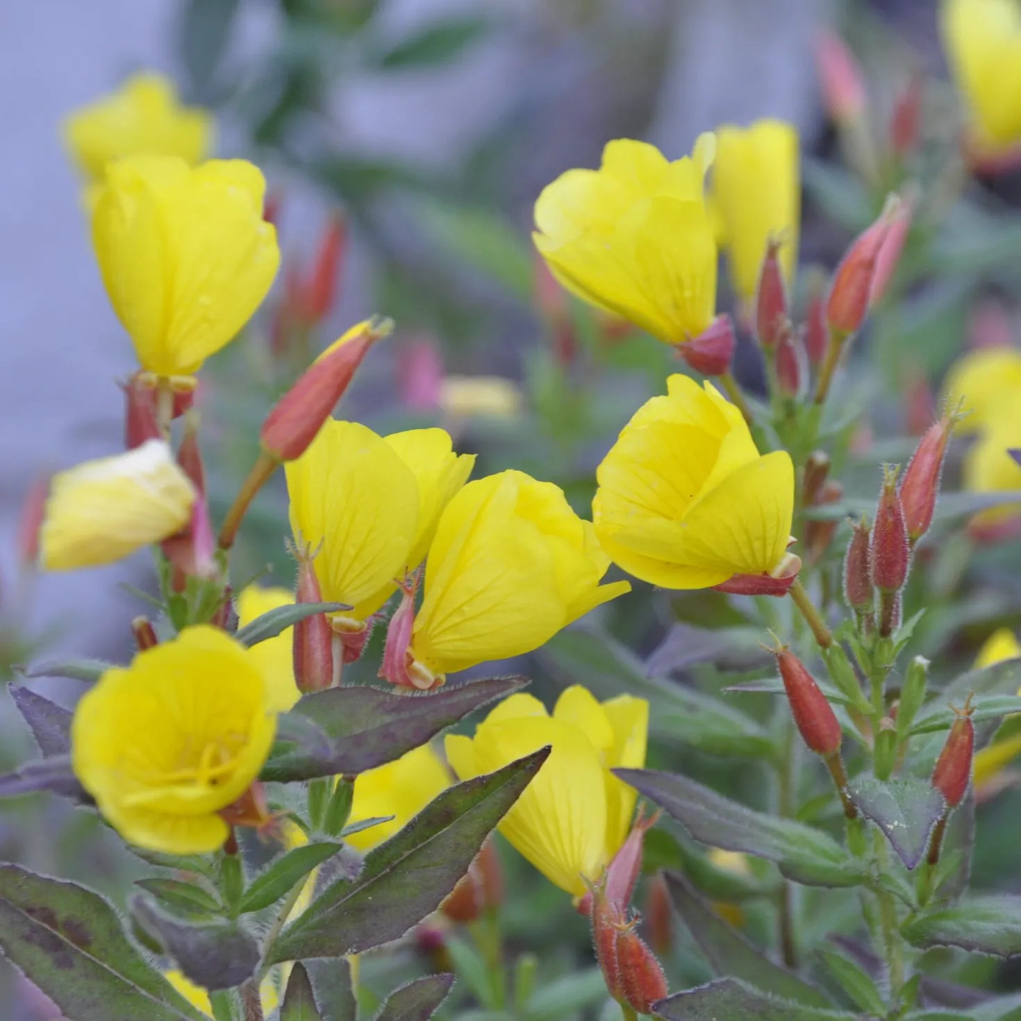 Blumensamen Abend- und Nachtdufter