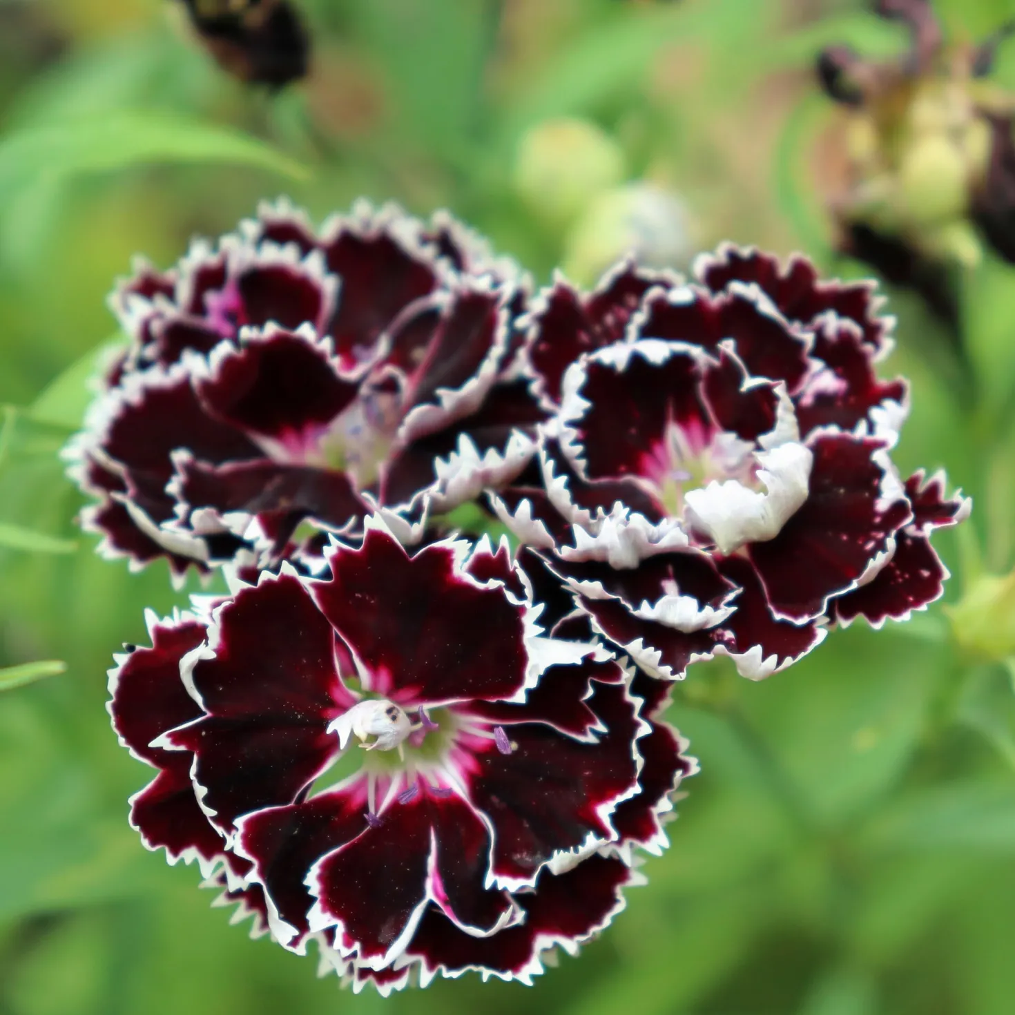 Blumensamen Duftende Blumen