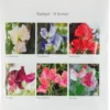 Blumensamen Historische Duftwicken