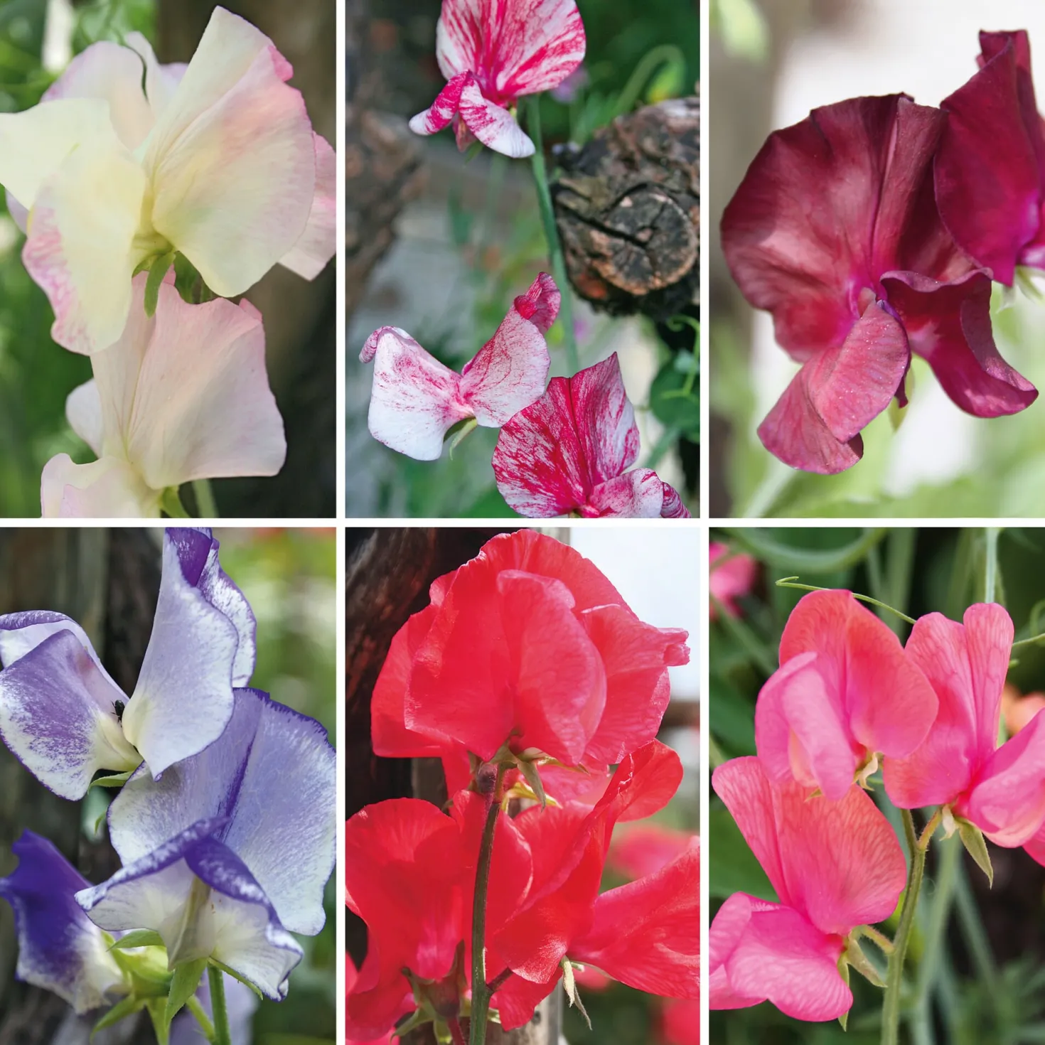 Blumensamen Historische Duftwicken