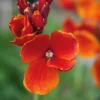 Blumensamen Historischer Goldlack