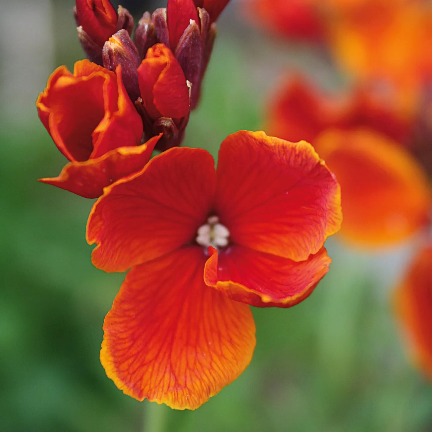 Blumensamen Historischer Goldlack
