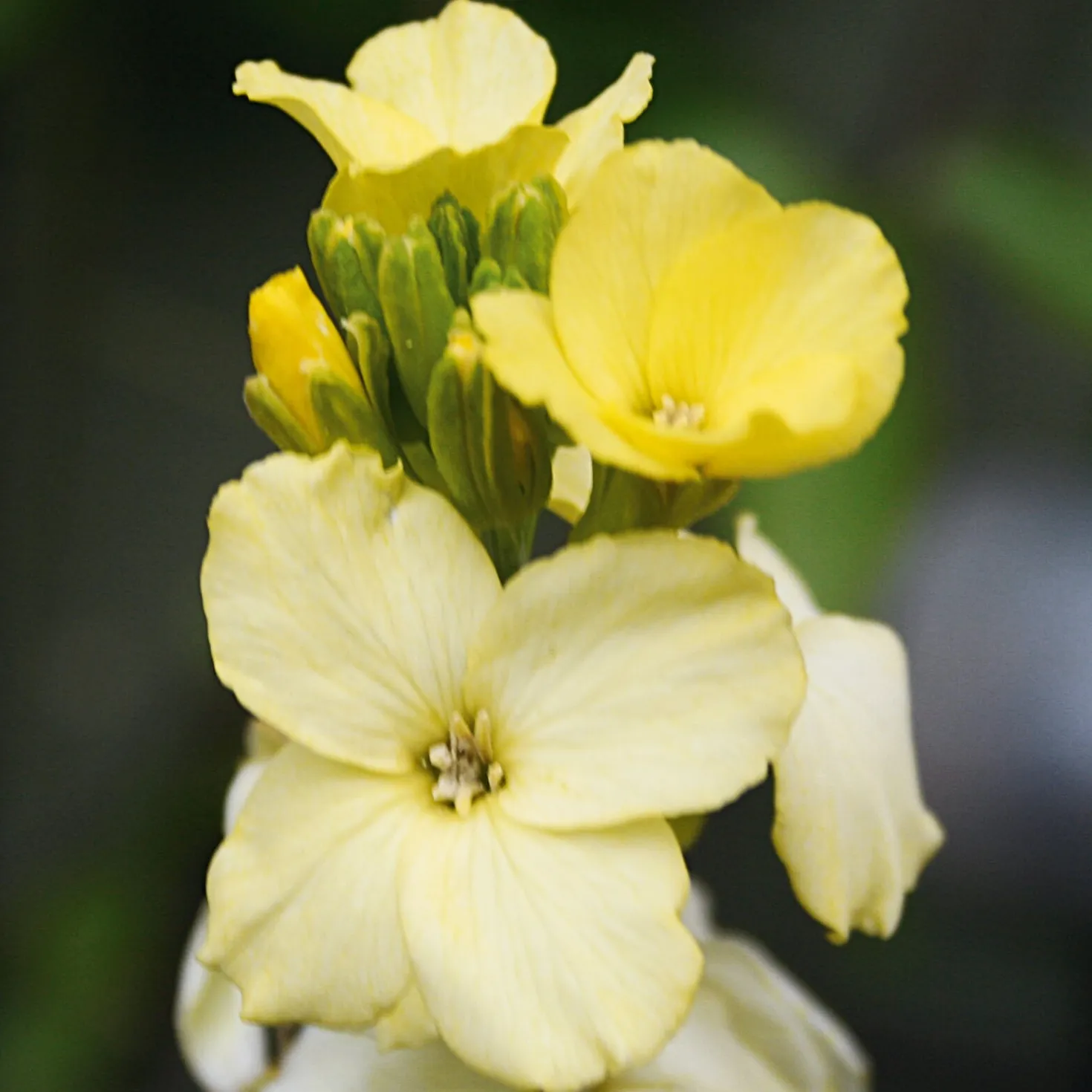 Blumensamen Historischer Goldlack