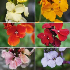 Blumensamen Historischer Goldlack
