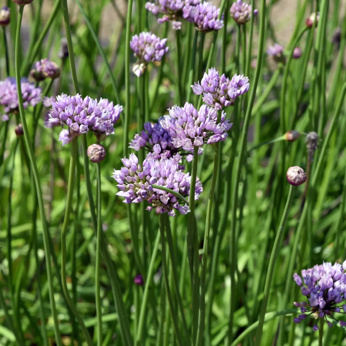 Blumensamen Mehrjährige Tee- und Küchenkräuter