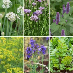 Blumensamen Mehrjährige Tee- und Küchenkräuter