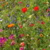 Blumensamenmischung Gönninger Sommerpracht