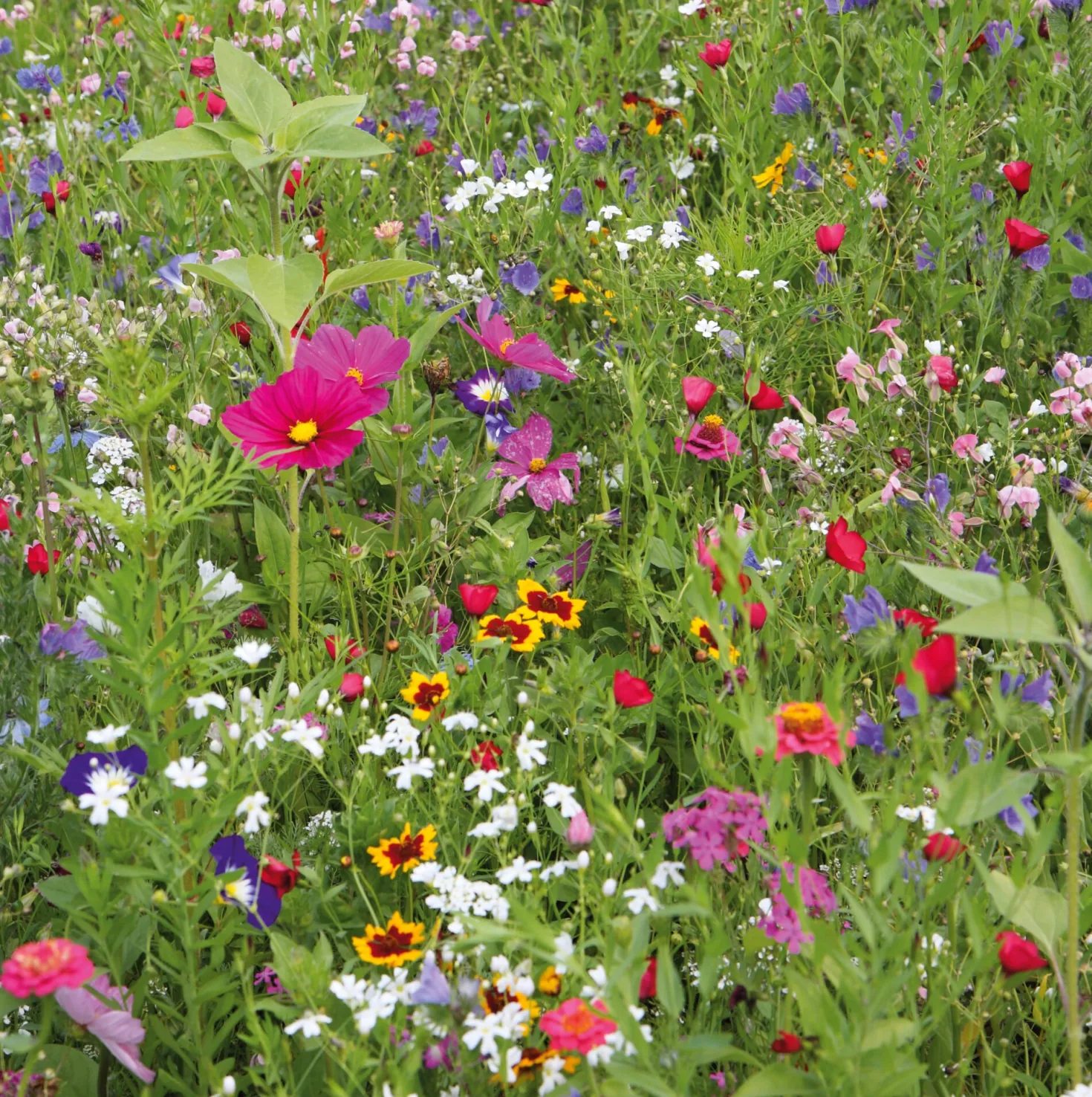 Blumensamen Mössinger Balkonkastenmischung