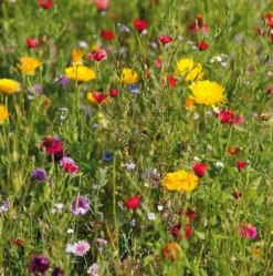 Blumensamen Mössinger Singvogelmischung