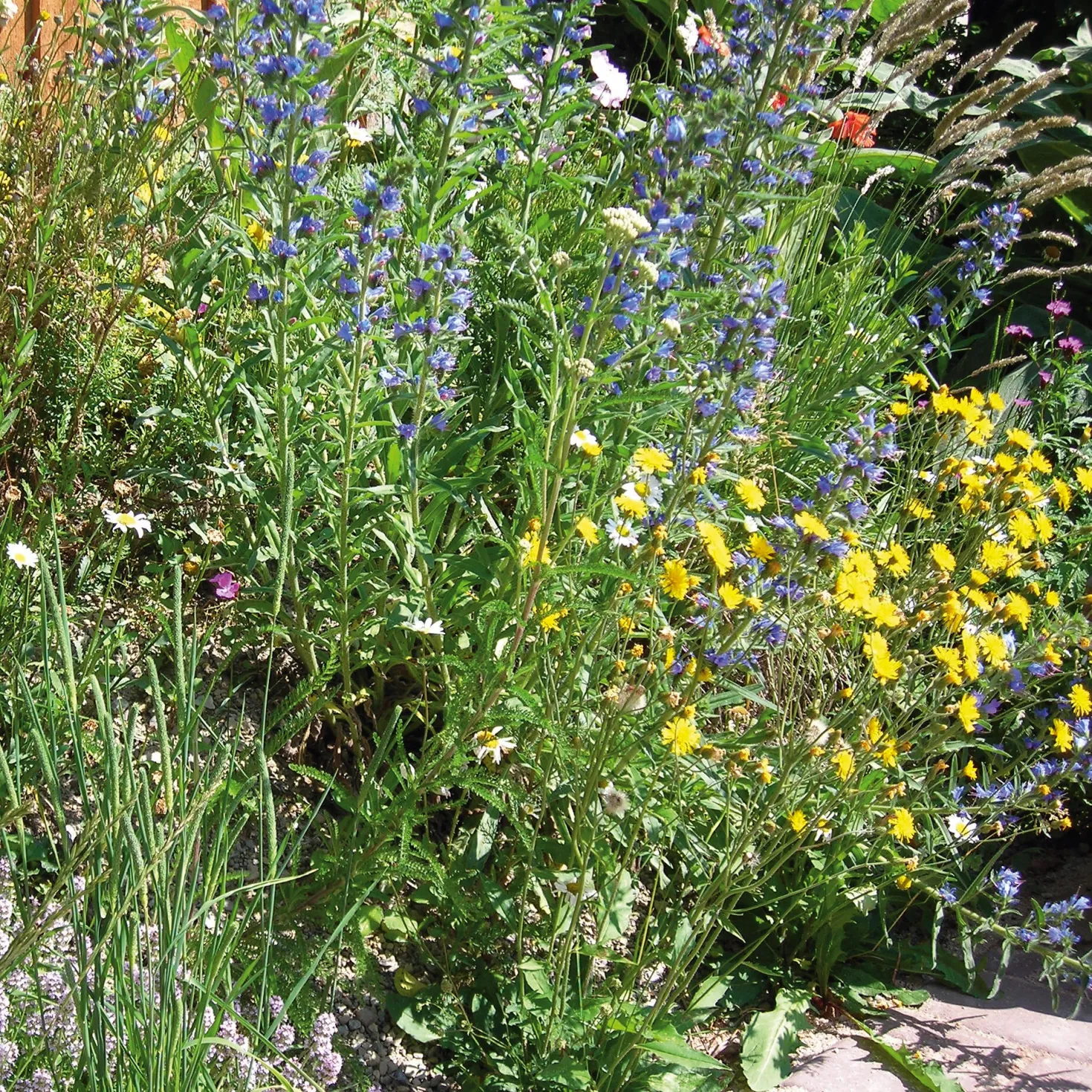 Blumensamen Saatgutmischung Nutzinsektenweide