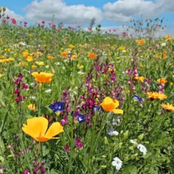 Blumensamen Saatgutmischung Nutzinsektenweide