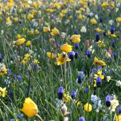 Blumenzwiebelmischung für Wiesen