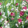 Blumenzwiebelmischung Zwerg-Wildtulpe und Stern-Hyazinthe