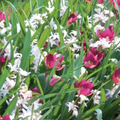 Blumenzwiebelmischung Zwerg-Wildtulpe und Stern-Hyazinthe