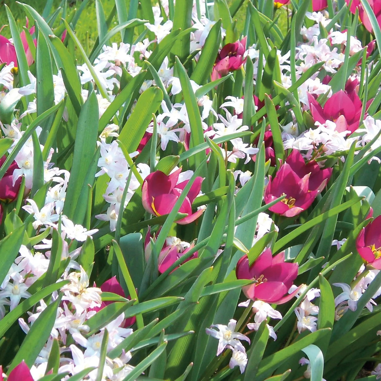 Blumenzwiebelmischung Zwerg-Wildtulpe und Stern-Hyazinthe