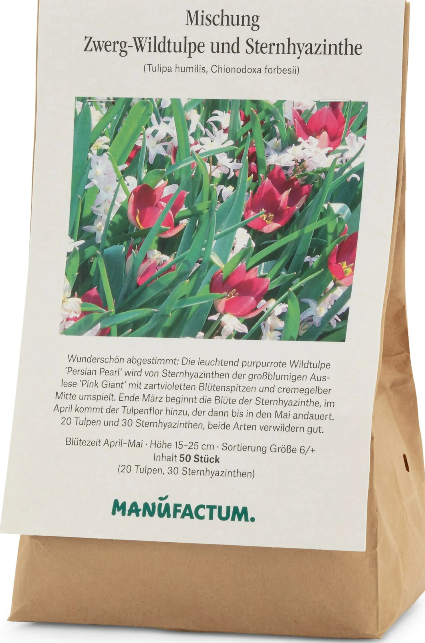 Blumenzwiebelmischung Zwerg-Wildtulpe und Stern-Hyazinthe
