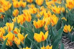 Blumenzwiebeln Afghanische Wildtulpe