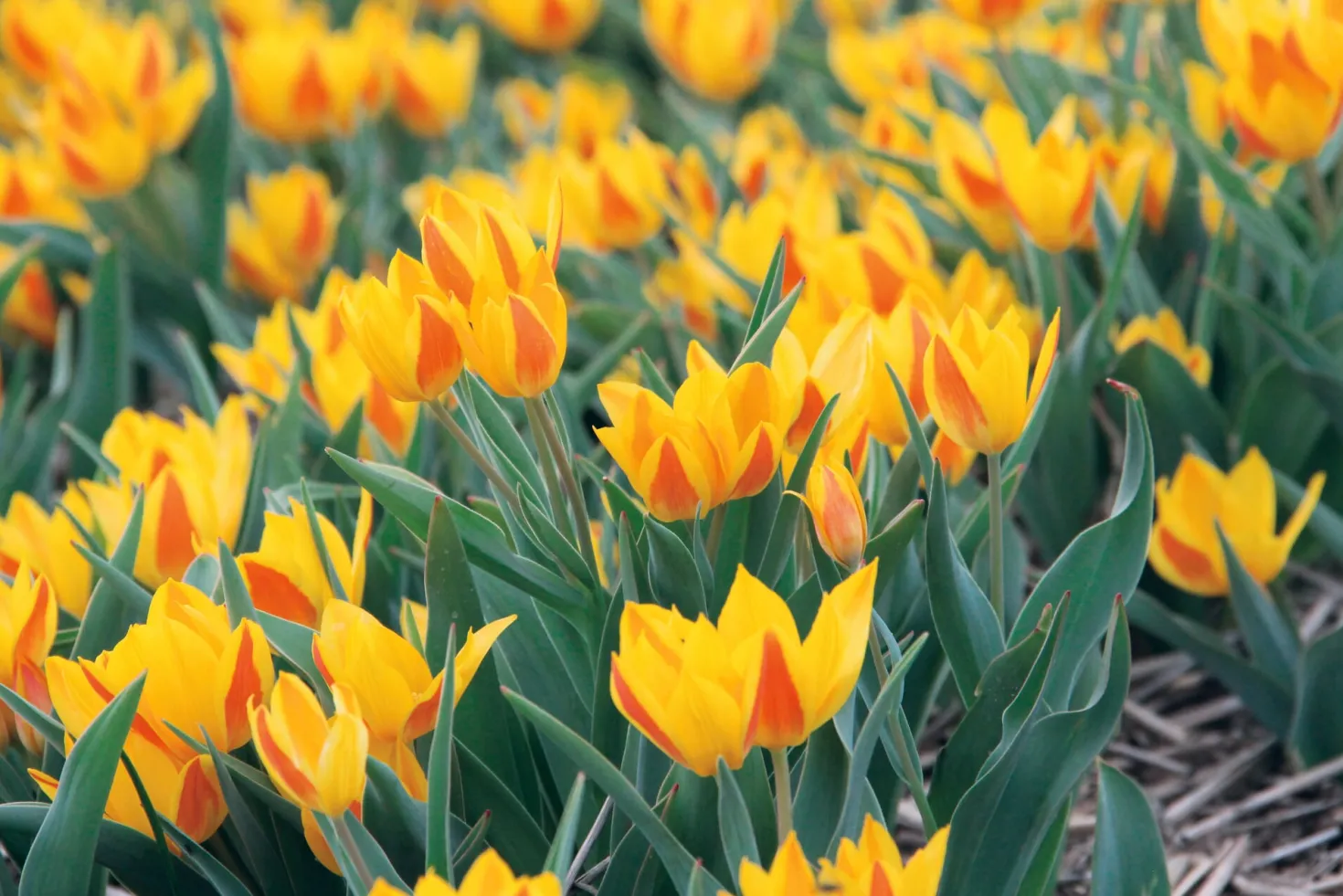 Blumenzwiebeln Afghanische Wildtulpe