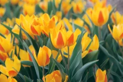 Blumenzwiebeln Afghanische Wildtulpe