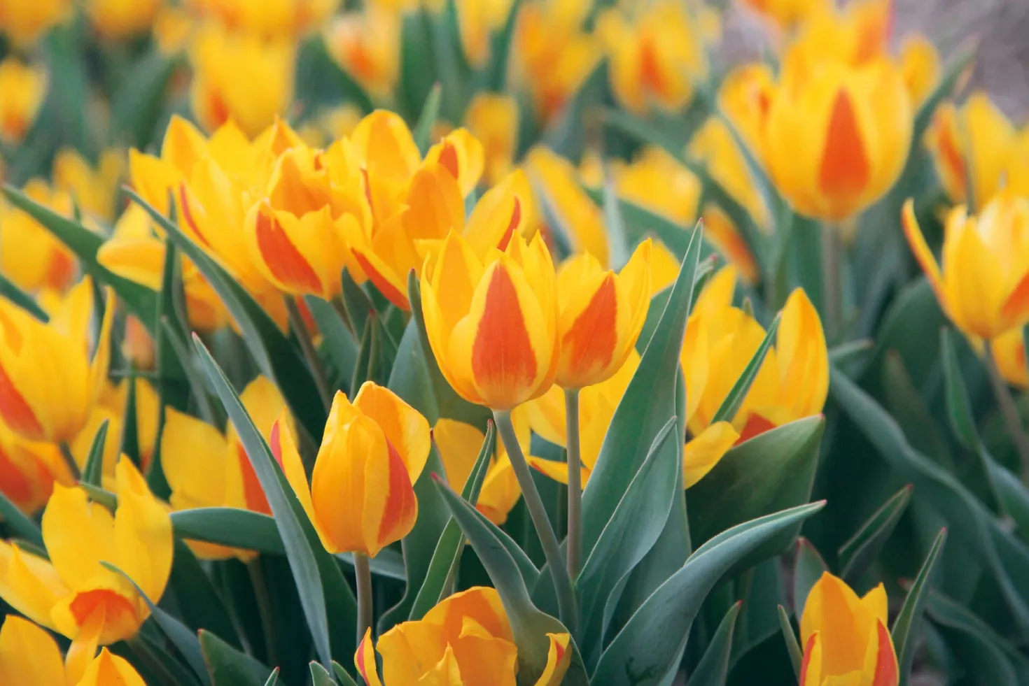 Blumenzwiebeln Afghanische Wildtulpe