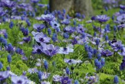 Blumenzwiebeln Blaue Blumenzwiebelmischung
