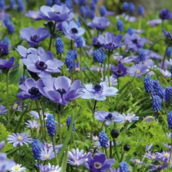 Blumenzwiebeln Blaue Blumenzwiebelmischung