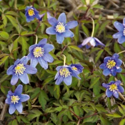 Blumenzwiebeln Buschwindröschen 'Royal Blue'