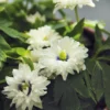 Blumenzwiebeln Buschwindröschen 'Blue Eyes'