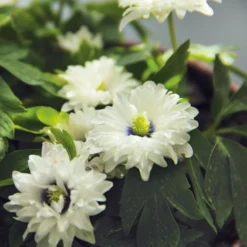 Blumenzwiebeln Buschwindröschen 'Blue Eyes'