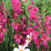 Blumenzwiebeln Byzantinische Wildgladiole