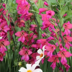 Blumenzwiebeln Byzantinische Wildgladiole