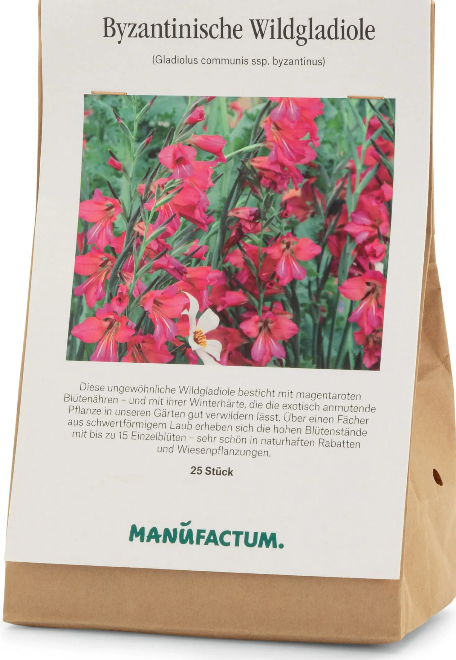 Blumenzwiebeln Byzantinische Wildgladiole