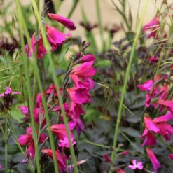 Blumenzwiebeln Byzantinische Wildgladiole