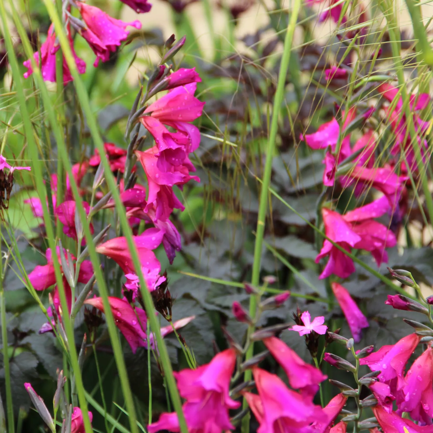 Blumenzwiebeln Byzantinische Wildgladiole