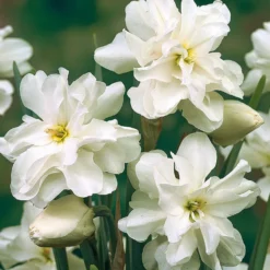 Blumenzwiebeln Dichternarzisse 'Albus Plenus Odoratus'