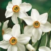 Blumenzwiebeln Dichternarzisse 'Ornatus'